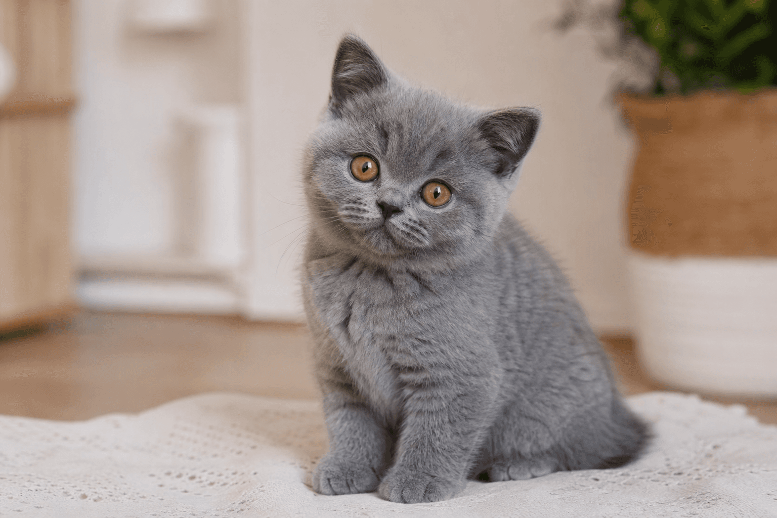 英国短毛/长毛猫