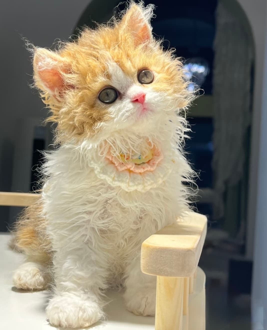赛尔凯克卷毛猫